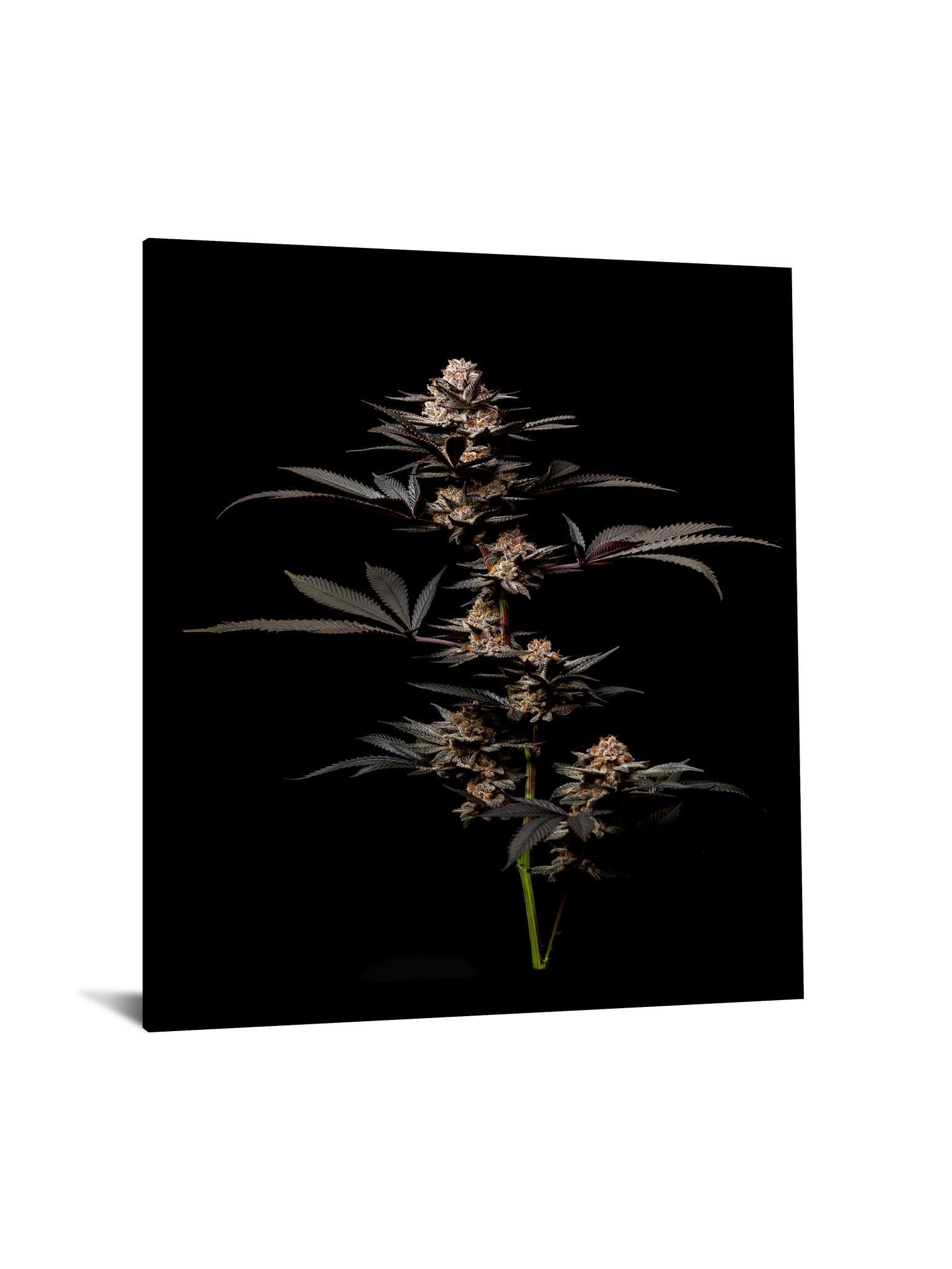 Tempered Glass With Foil - Cann 2 - Black Classy Art