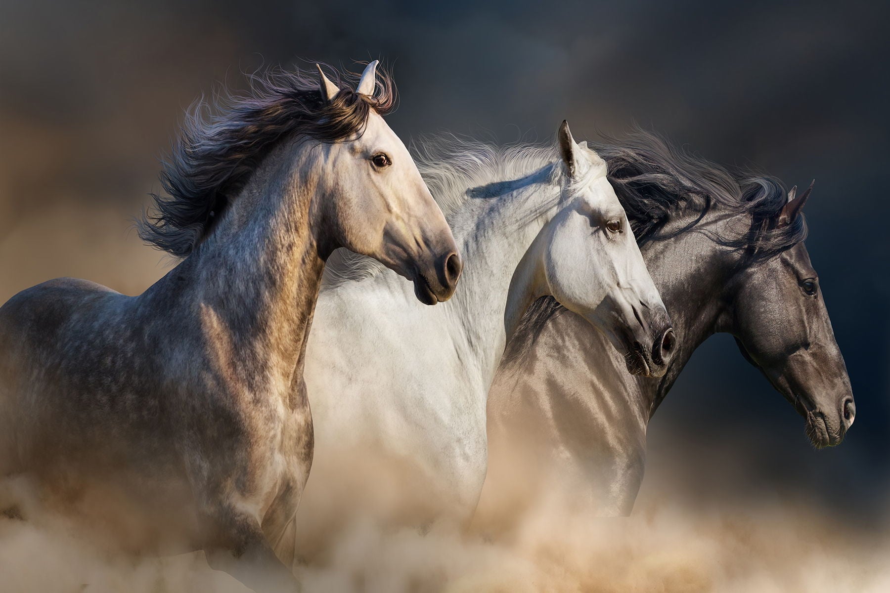 Temp Glass With Foil - 3 Horse - Dark Gray Classy Art