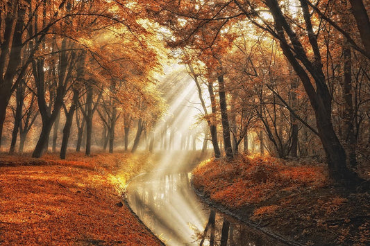 Little Black Duck By Lars Van De Goor - Orange Classy Art