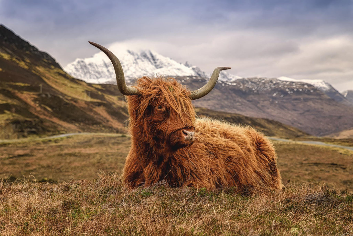 Tempered Glass With Foil - Highland Cow 2 - Light Brown Classy Art