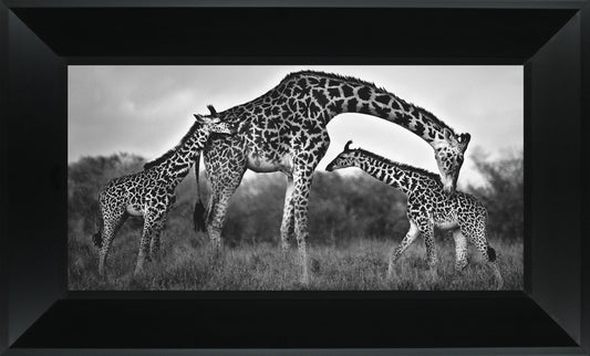 Giraffe Family By Xavier Ortega - Framed Print Wall Art - Dark Gray Classy Art