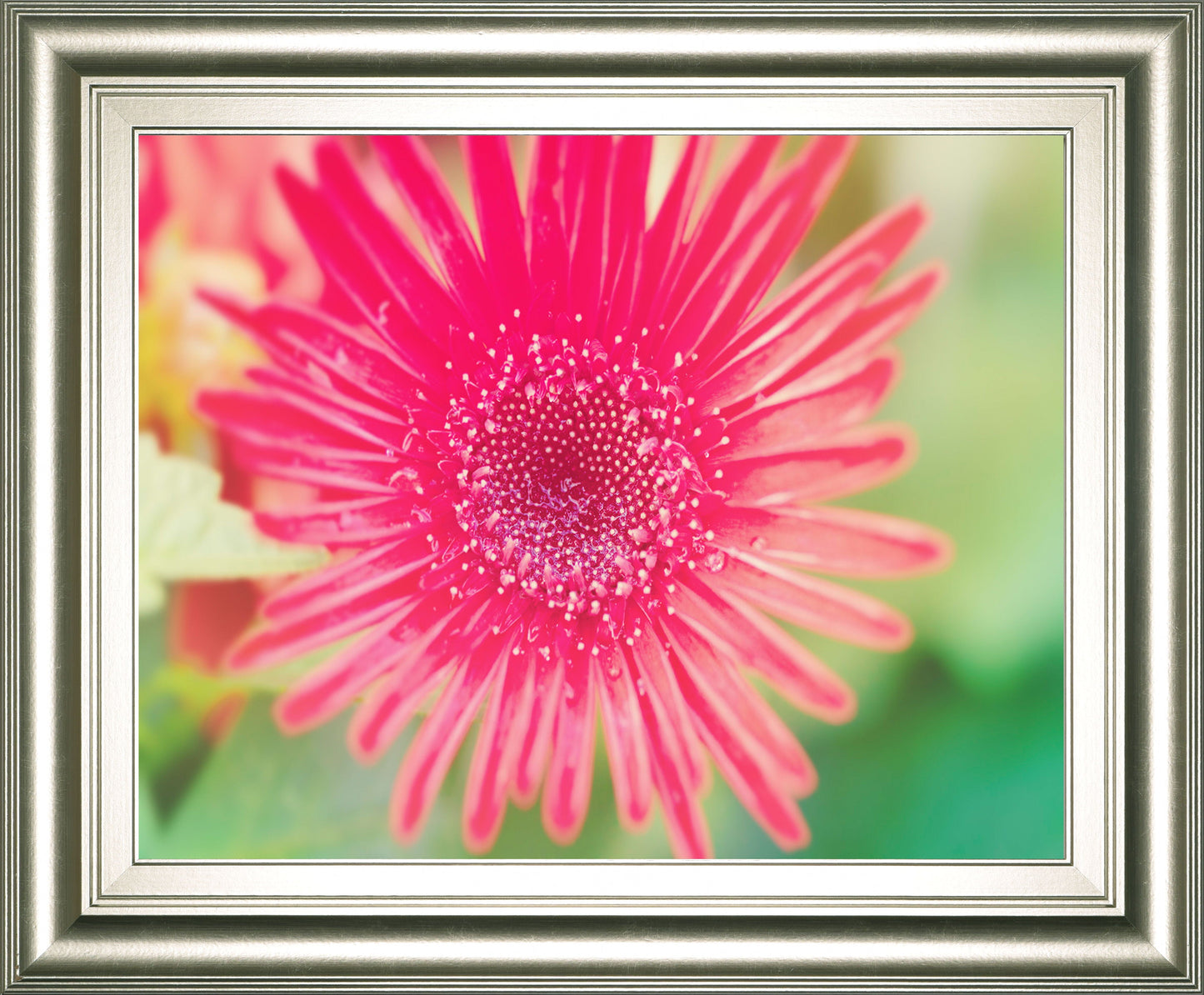 Pink Gerbera By Susan Bryant - Framed Print Wall Art - Pink Classy Art