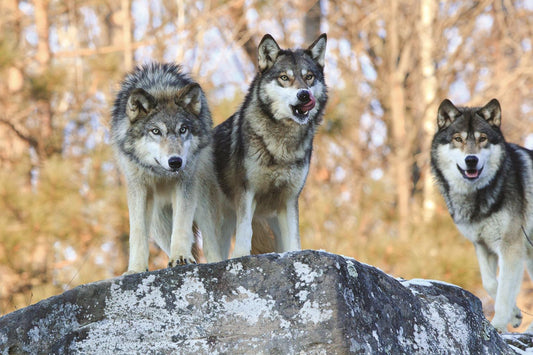 Three Wolves By Classy Art (Framed) - Dark Gray Classy Art