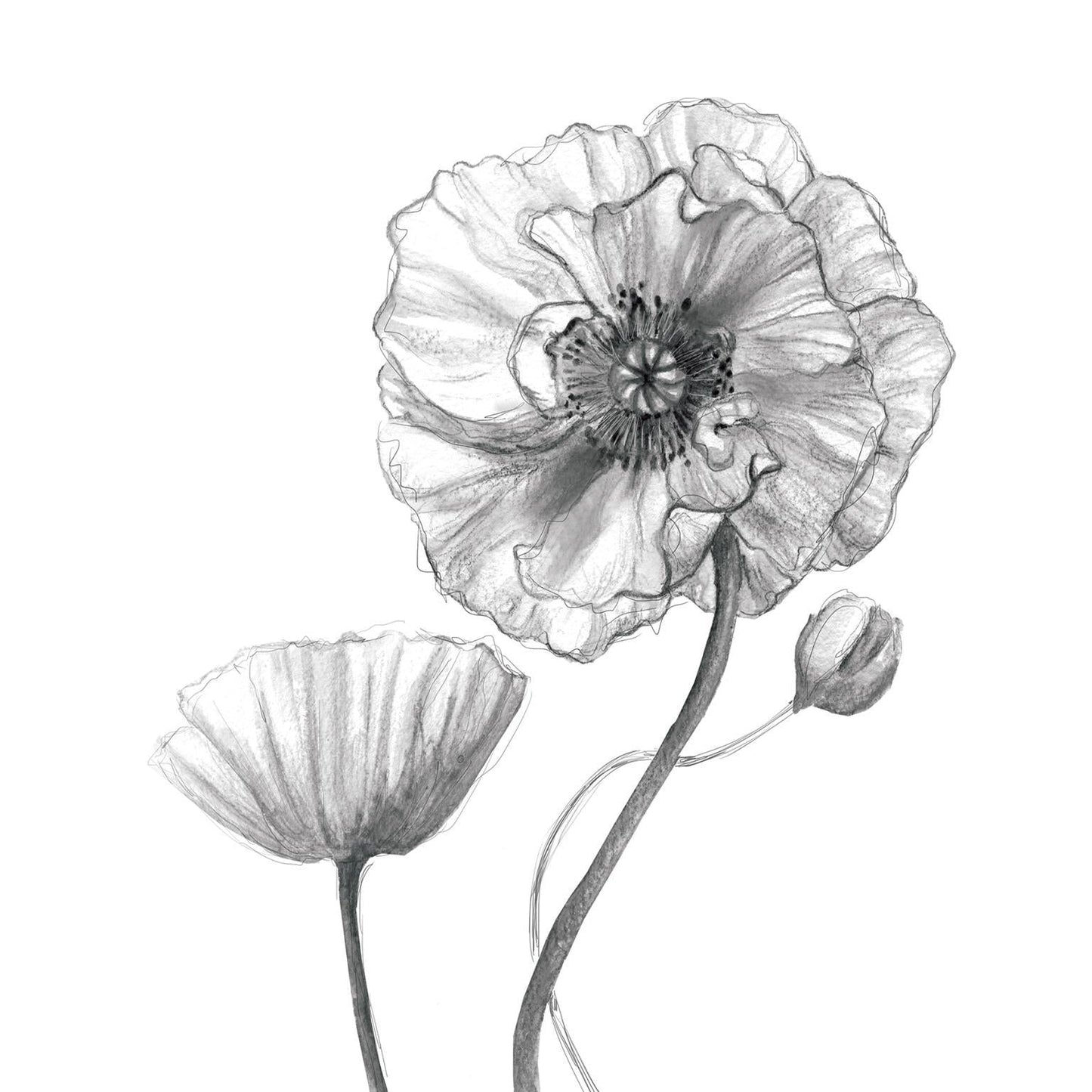 Small - Sketchy Poppy By Carol Robinson - Pearl Silver Classy Art