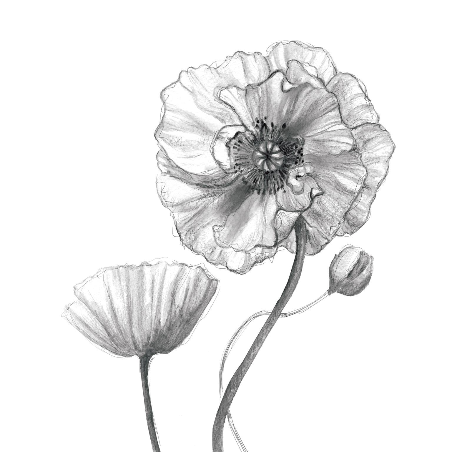 Framed - Sketchy Poppy By Carol Robinson - Gray Classy Art