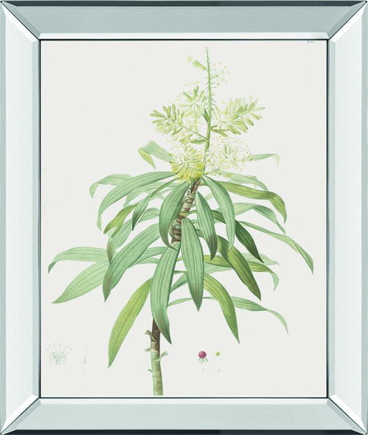 Dracaena Reflexa By Pierre Joseph Redoute - Mirror Framed Print Wall Art - White Classy Art