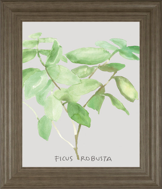 Ficus Robusta By Katrien Soeffers - Framed Print Wall Art - Green Classy Art