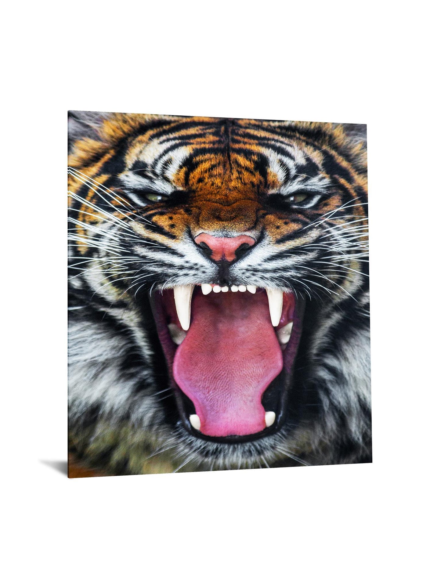 Temp Glass With Foil - Roaring Tiger - Orange Classy Art