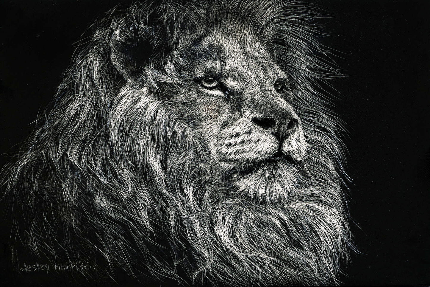 African Lion By Lesley Harrison - Dark Gray Classy Art