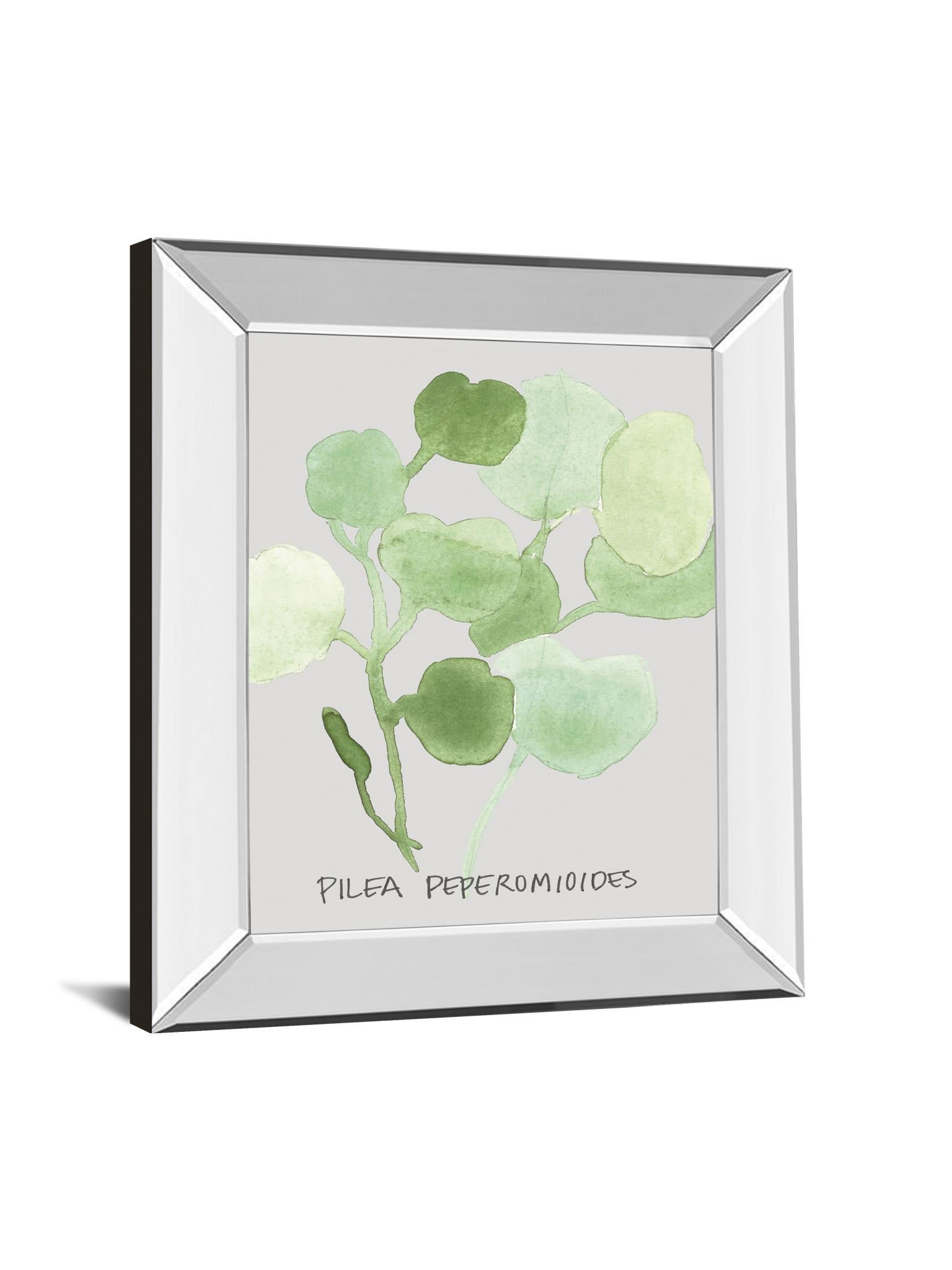 Pilea Peperomioides By Katrien Soeffers - Mirror Framed Print Wall Art - Green Classy Art