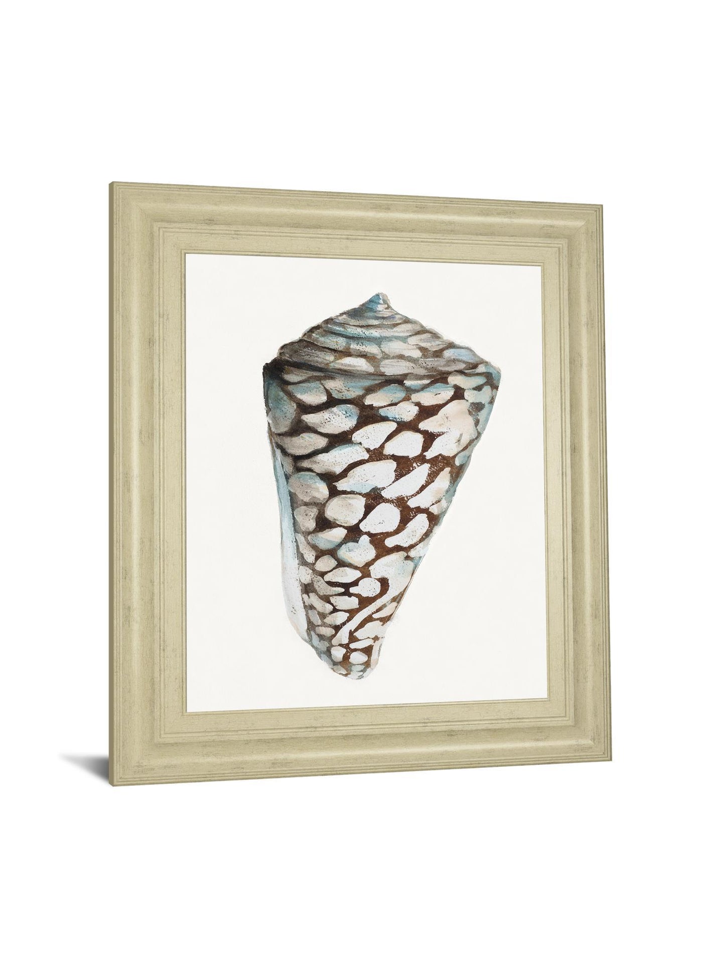 Modern Shell With Teal Il By Patricia Pinto - Framed Print Wall Art - White Classy Art