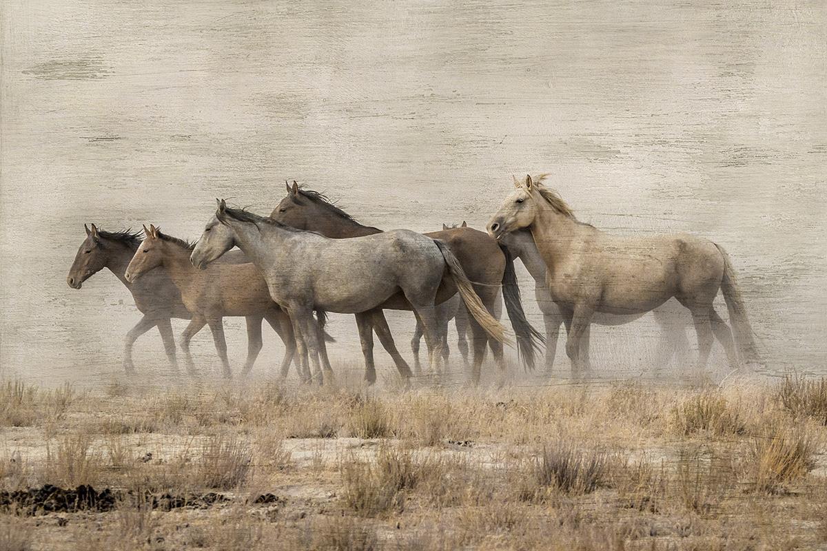 Roaming Free By Danita Delimont (Framed) - Light Brown Classy Art