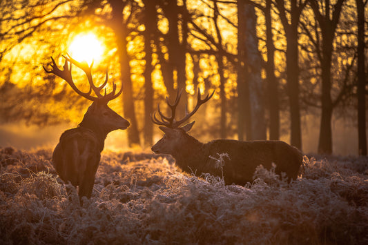 Deer At Dusk - Yellow Classy Art