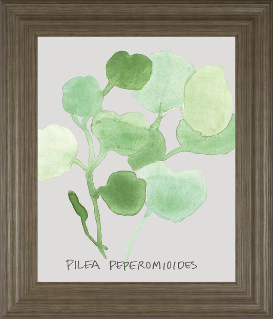 Pilea Peperomioides By Katrien Soeffers - Framed Print Wall Art - Green Classy Art