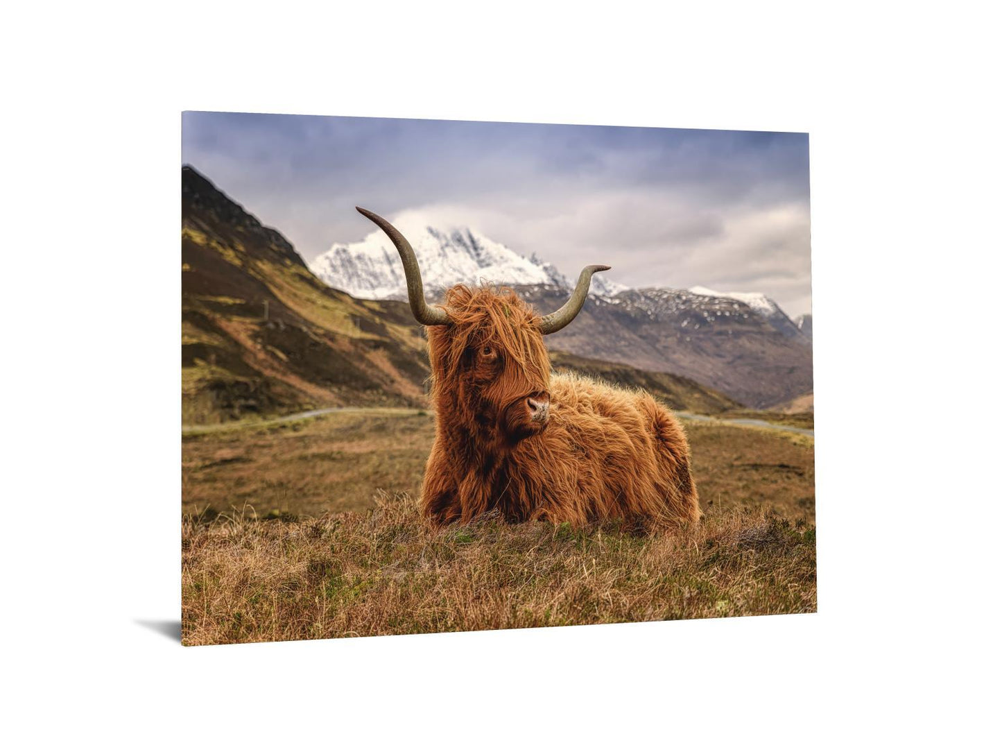 Tempered Glass With Foil - Highland Cow 2 - Light Brown Classy Art