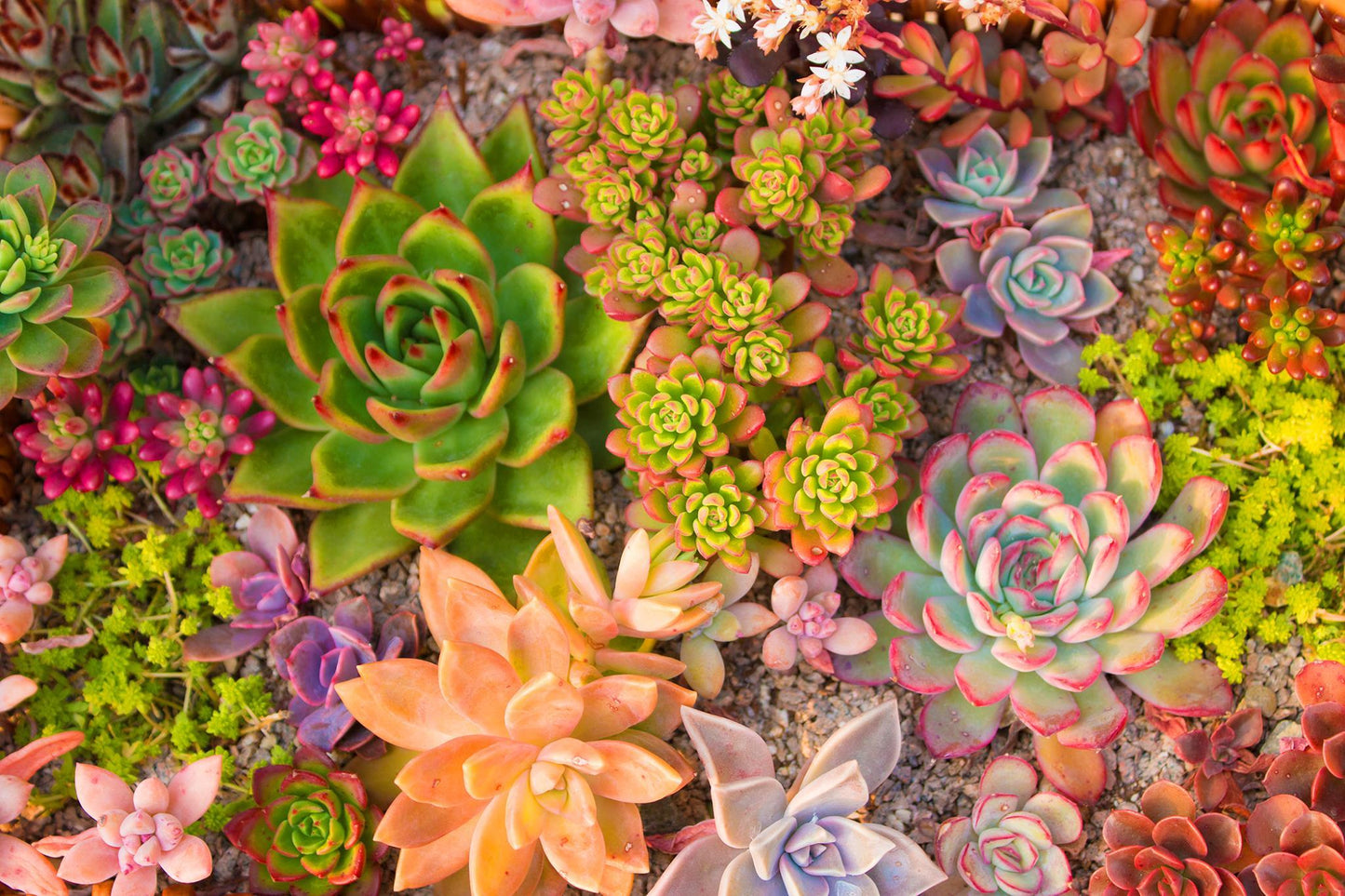 Tempered Glass With Foil - Succulent Dreams - Green Classy Art