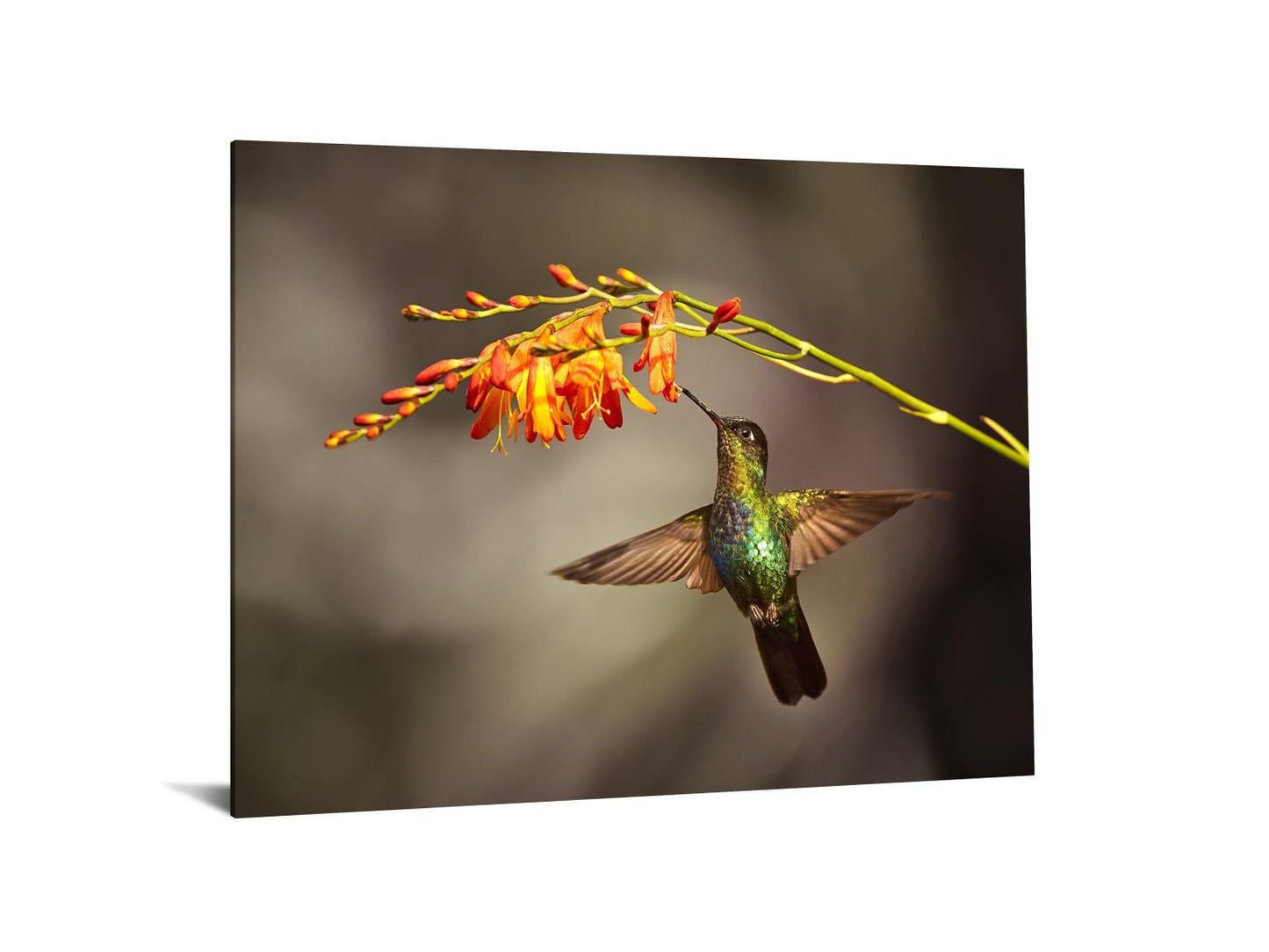 Temp Glass With Foil - Hummingbird - Light Brown Classy Art