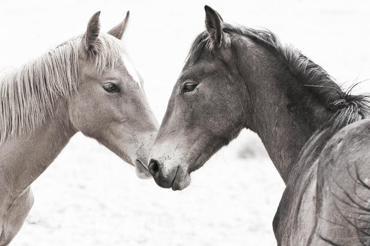 Small - Gentle Herd By Danita Delimont - Dark Gray Classy Art