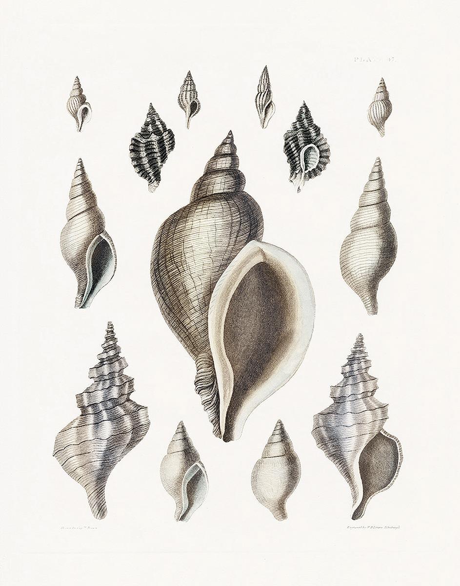 Vintage Shell II By Kelly Donovan - White Classy Art