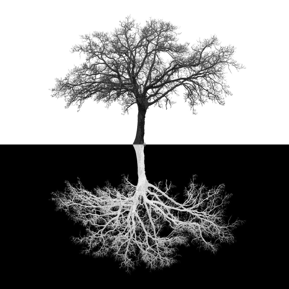 Small - Inverse Tree - Black Classy Art