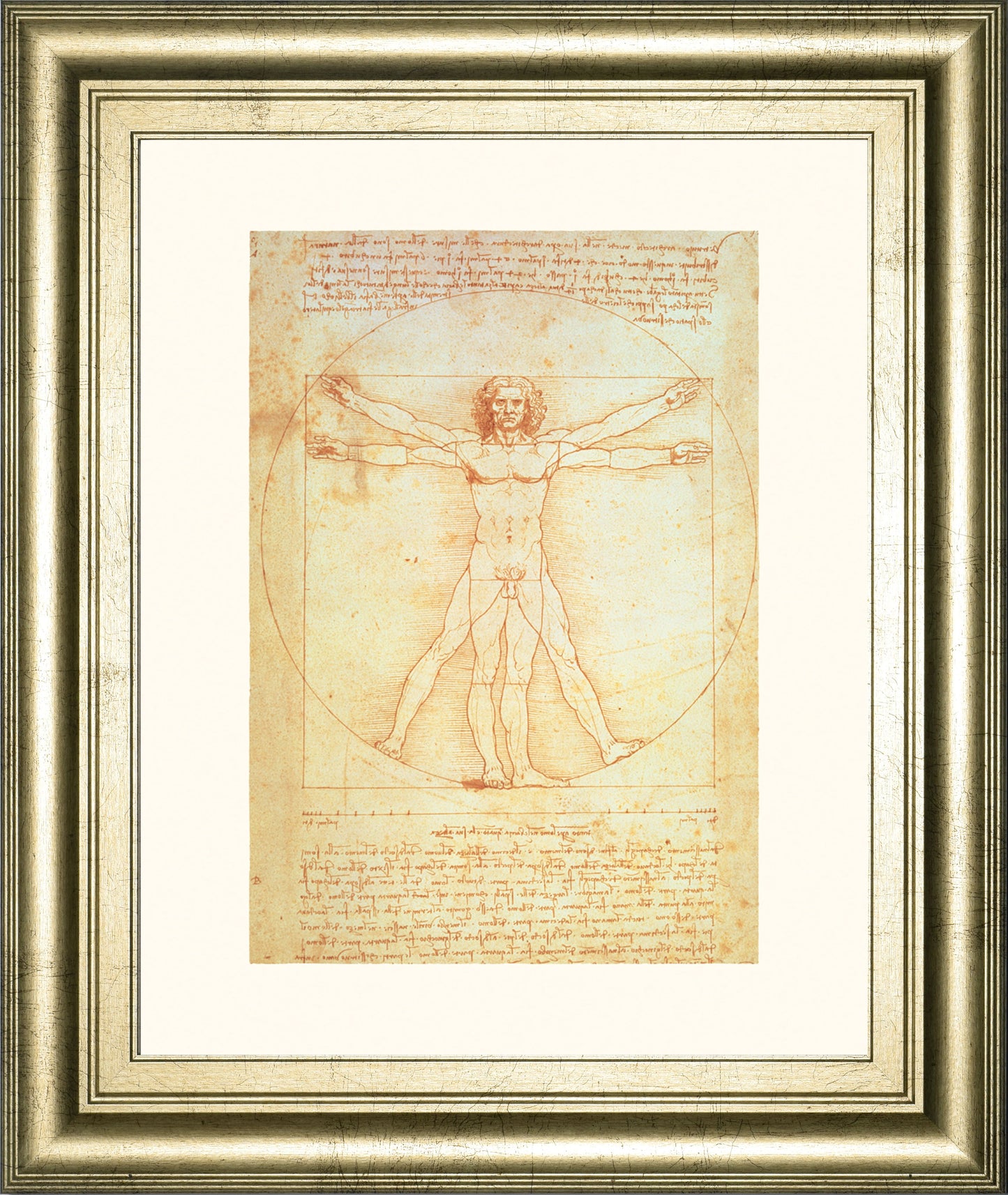 Vituvian Man By Leonardo Da Vinci - Framed Print Wall Art - Gold Classy Art