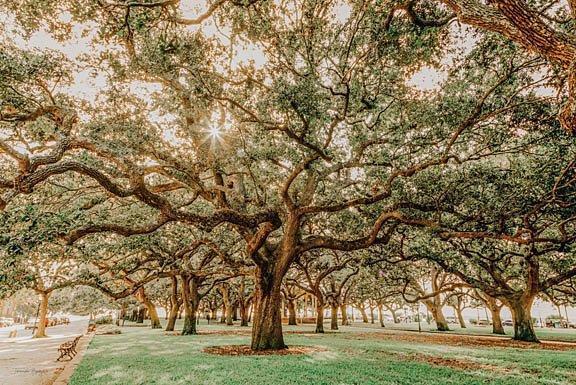 Low Country Oaks II By Jennifer Rigsby - Green Classy Art