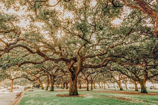 Low Country Oaks II By Jennifer Rigsby (Framed) (Small) - Green Classy Art