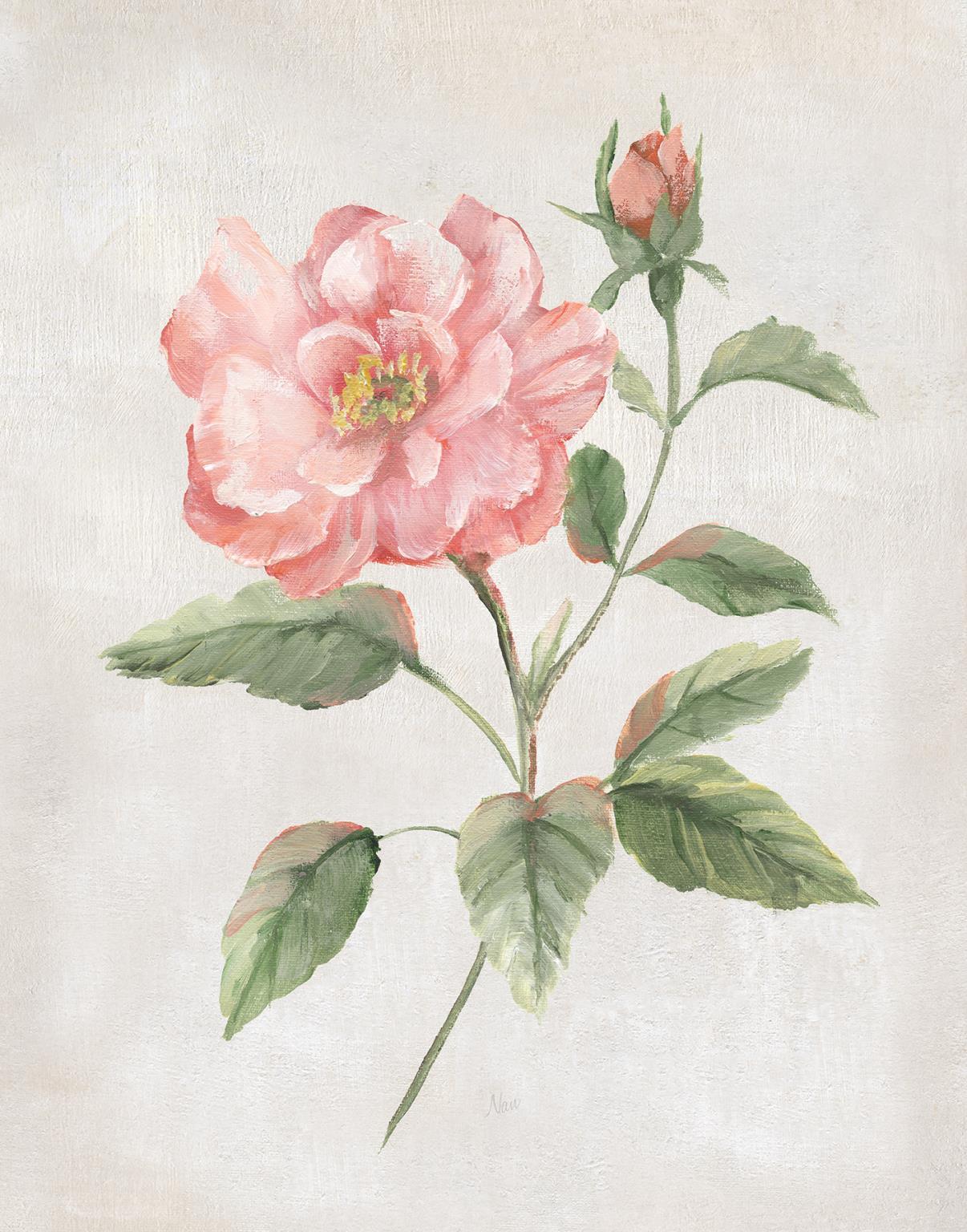 Grandiflora II By Nan - Pink Classy Art