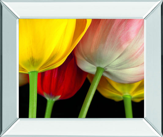 Sunshine Tulips By Frank, A. - Mirror Framed Print Wall Art - Yellow Classy Art