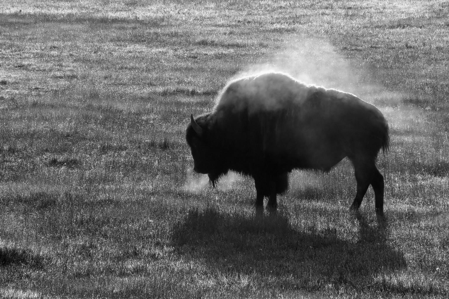 Tempered Glass - B&W Buffalo - Dark Gray Classy Art