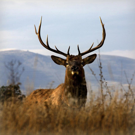 Big Elk Charlo By Danita Delimont (Framed) (Small) - Light Brown Classy Art