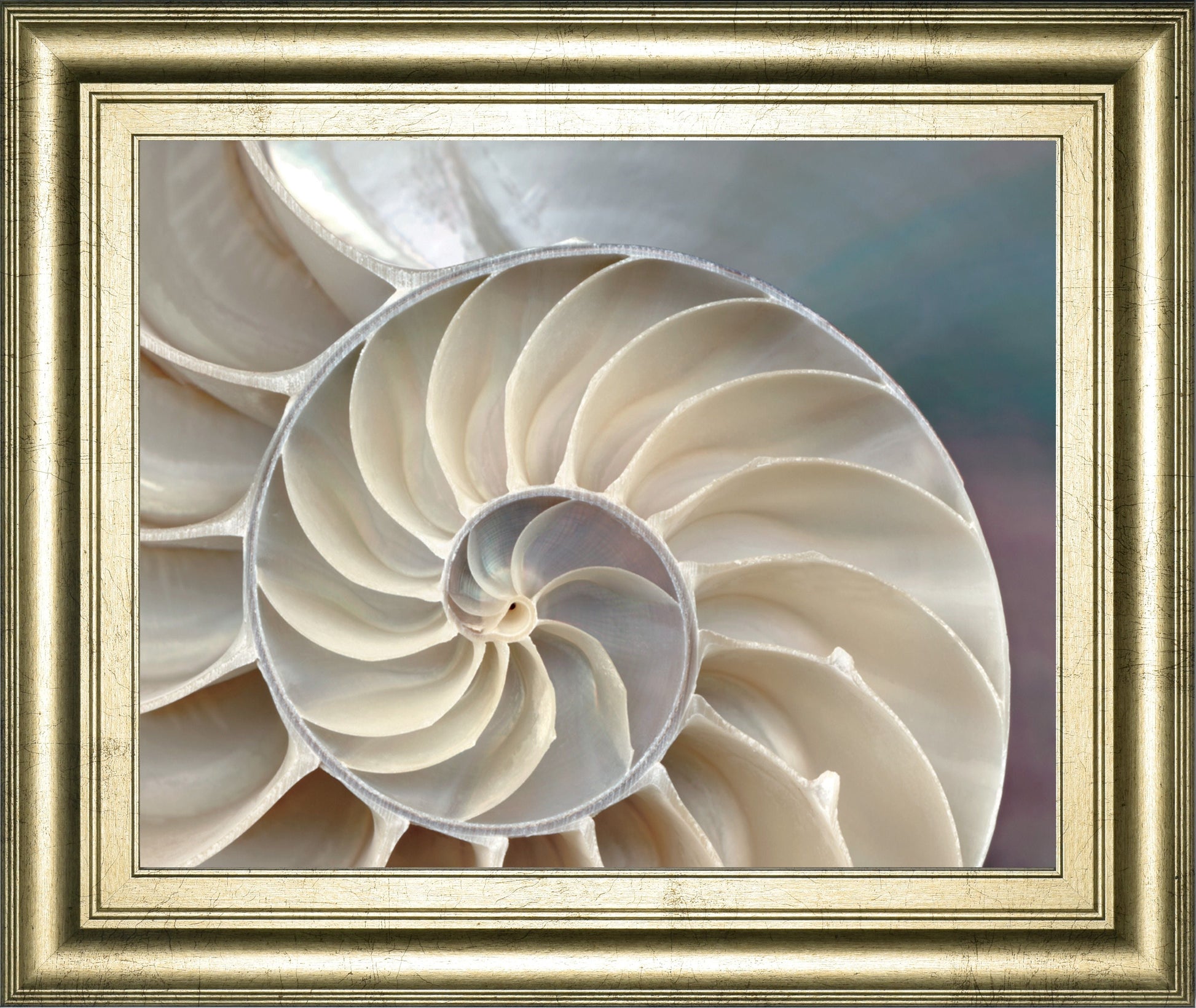 Nautilus By Levine, A. - Framed Print Wall Art - Pearl Silver Classy Art