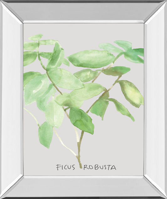 Ficus Robusta By Katrien Soeffers - Mirror Framed Print Wall Art - Green Classy Art