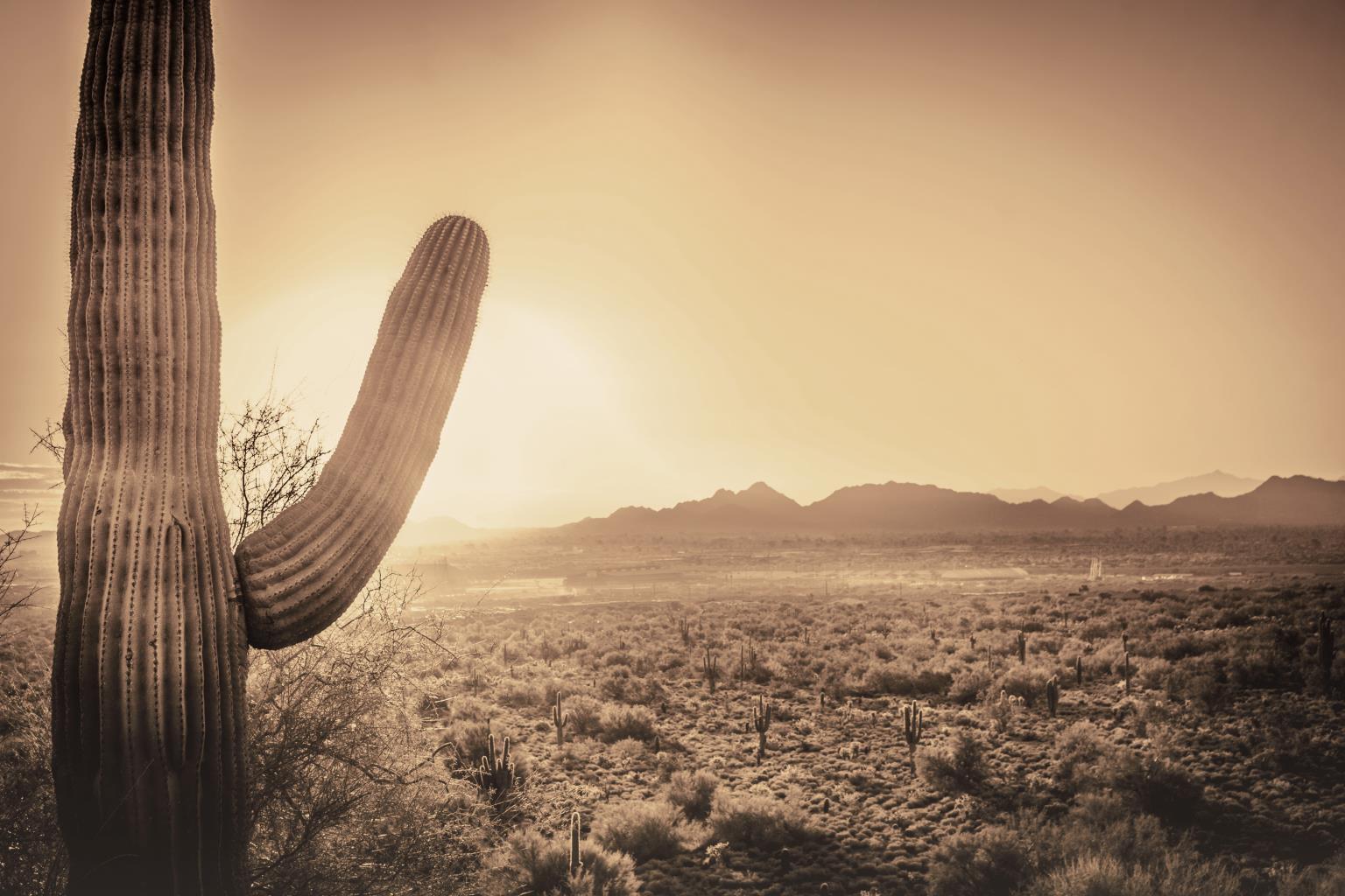 Tempered Glass - Sepia Desert Cactus - Dark Brown Classy Art