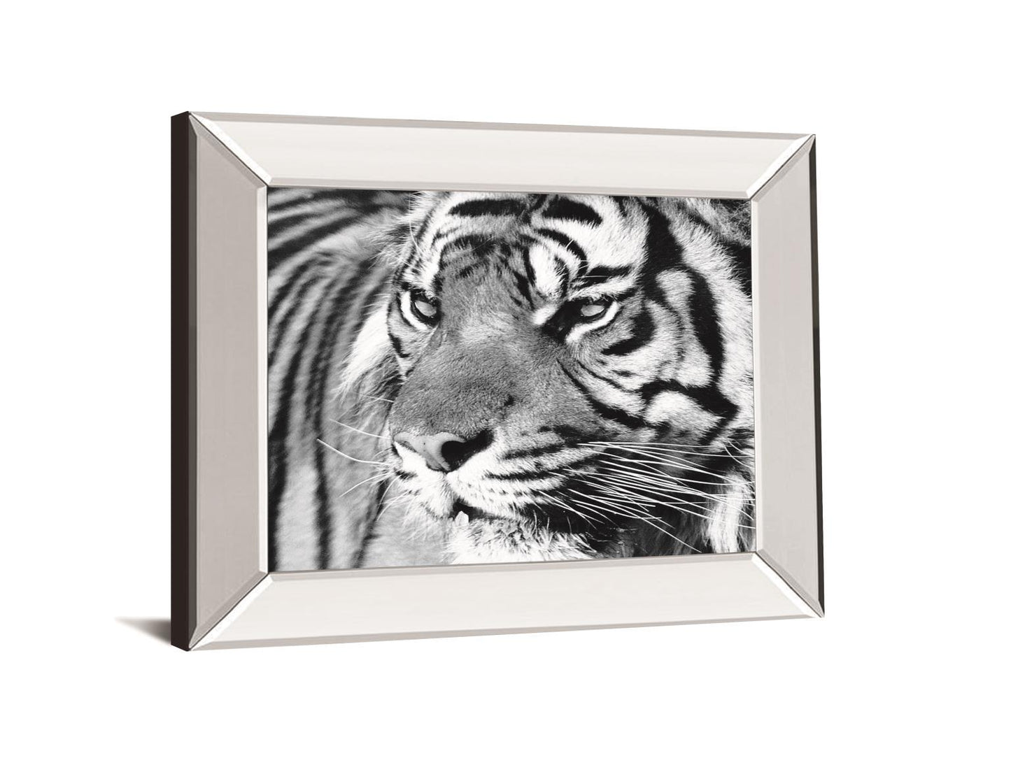 Tiger Eyes By Xavier Ortega - Mirror Framed Print Wall Art - Black Classy Art