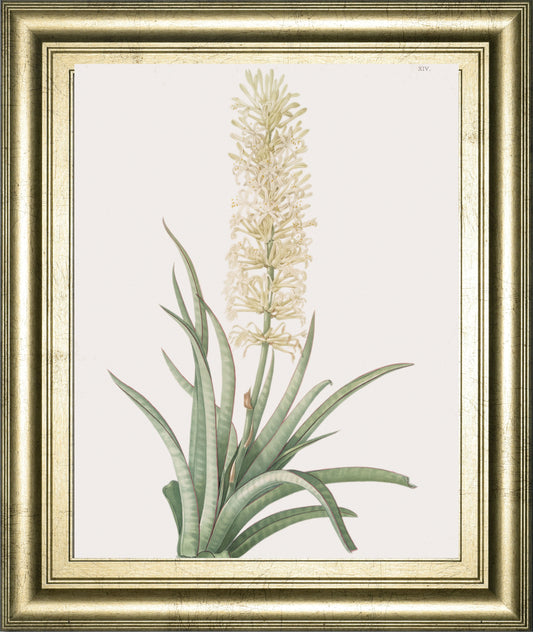 Sansevieria Zeylancia By Pierre Joseph Redoute - Framed Print Wall Art - Green Classy Art