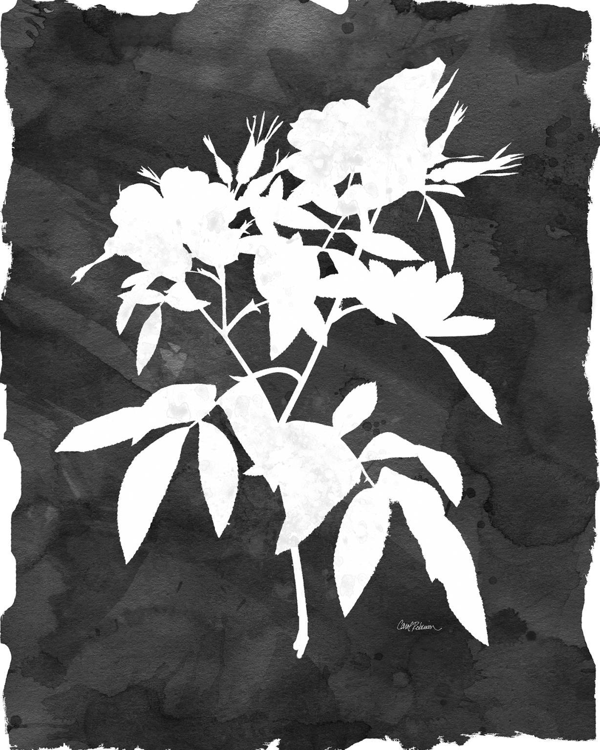 Small - Black Botanical I By Carol Robinson - Black Classy Art