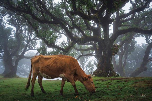 Cow In The Fog By Martin Podt - Dark Green Classy Art