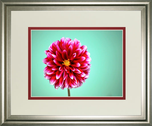 Zenia By Gail Peck - Framed Print Wall Art - Pink Classy Art