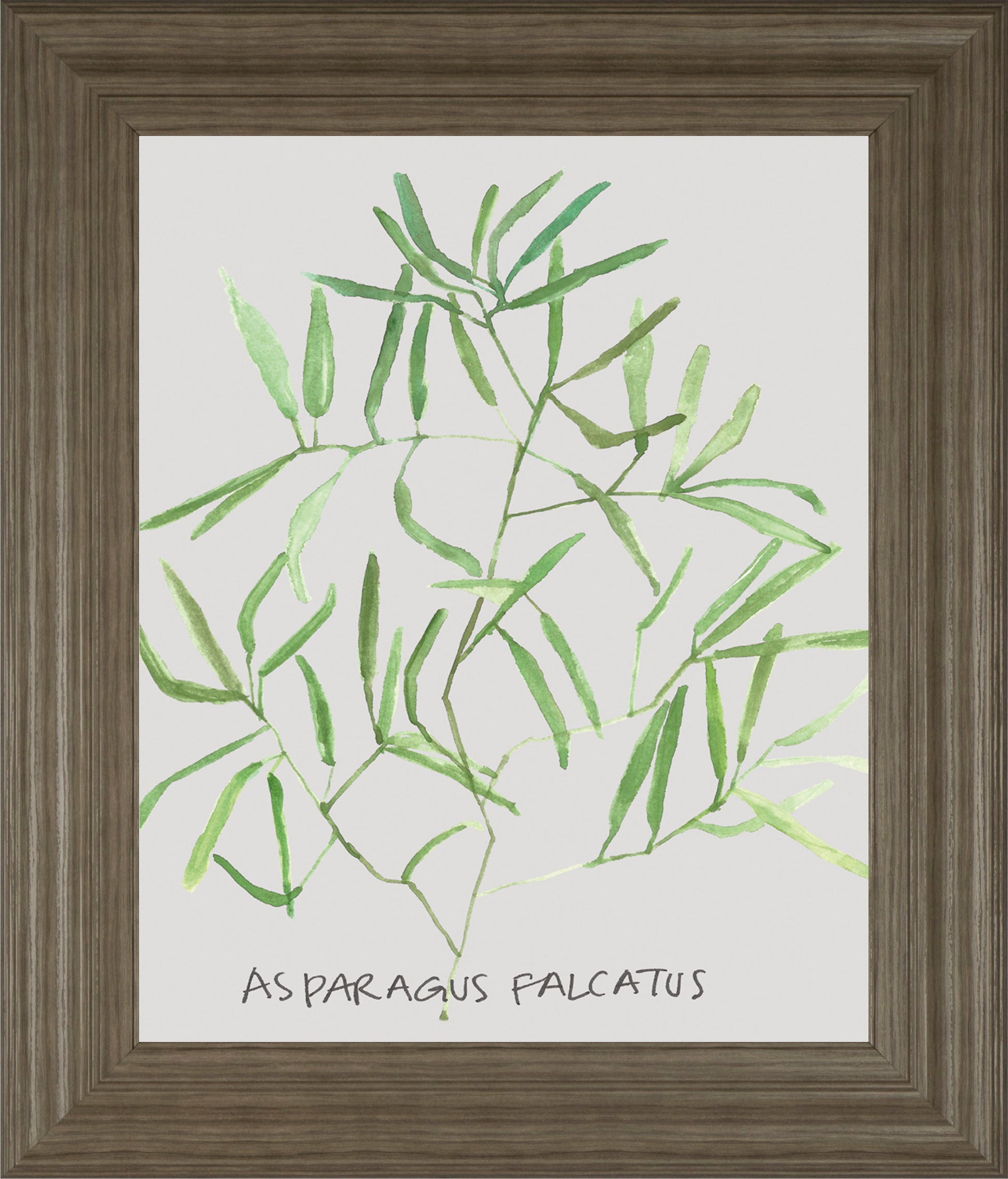 Asparogus Falcatus By Katrien Soeffers - Framed Print Wall Art - Green Classy Art