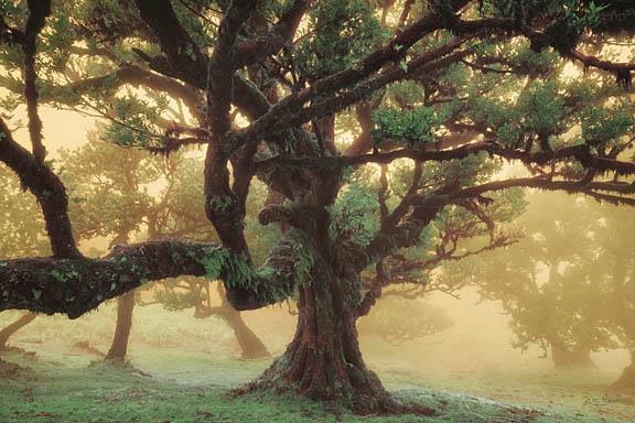 Tree Dreams By Martin Podt - Green Classy Art