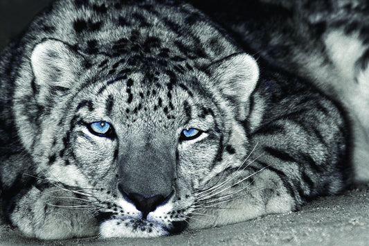 Snow Leopard Sanctuary By D. Welling - Dark Gray Classy Art