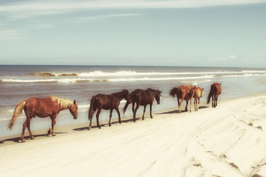 Small - Horses On The Beach By Kathy Mansfield - Light Blue Classy Art