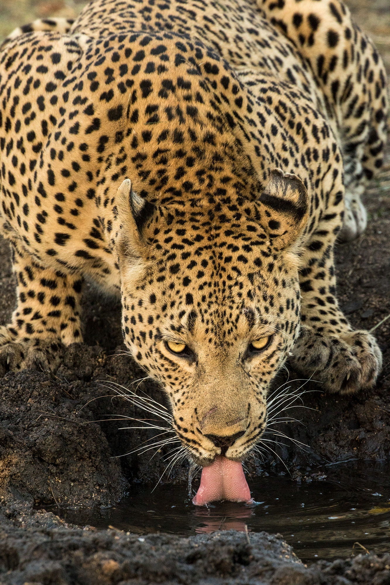 Framed Small - Leopard Taking A Break By Jimmy'z - Light Brown Classy Art