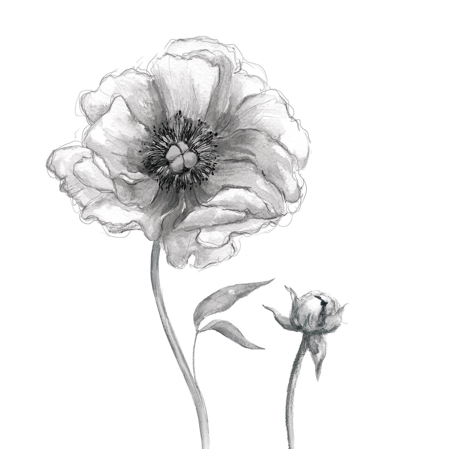 Small - Sketchy Peony By Carol Robinson - Pearl Silver Classy Art