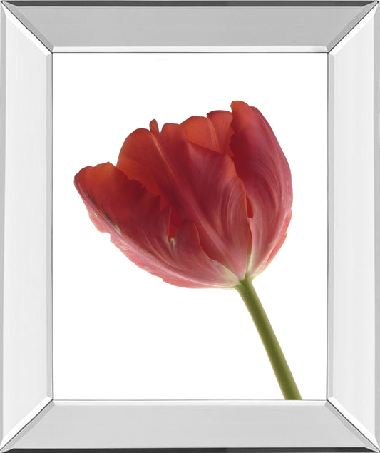 Red Tulip By Art Photo Pro - Mirror Framed Print Wall Art - Red Classy Art