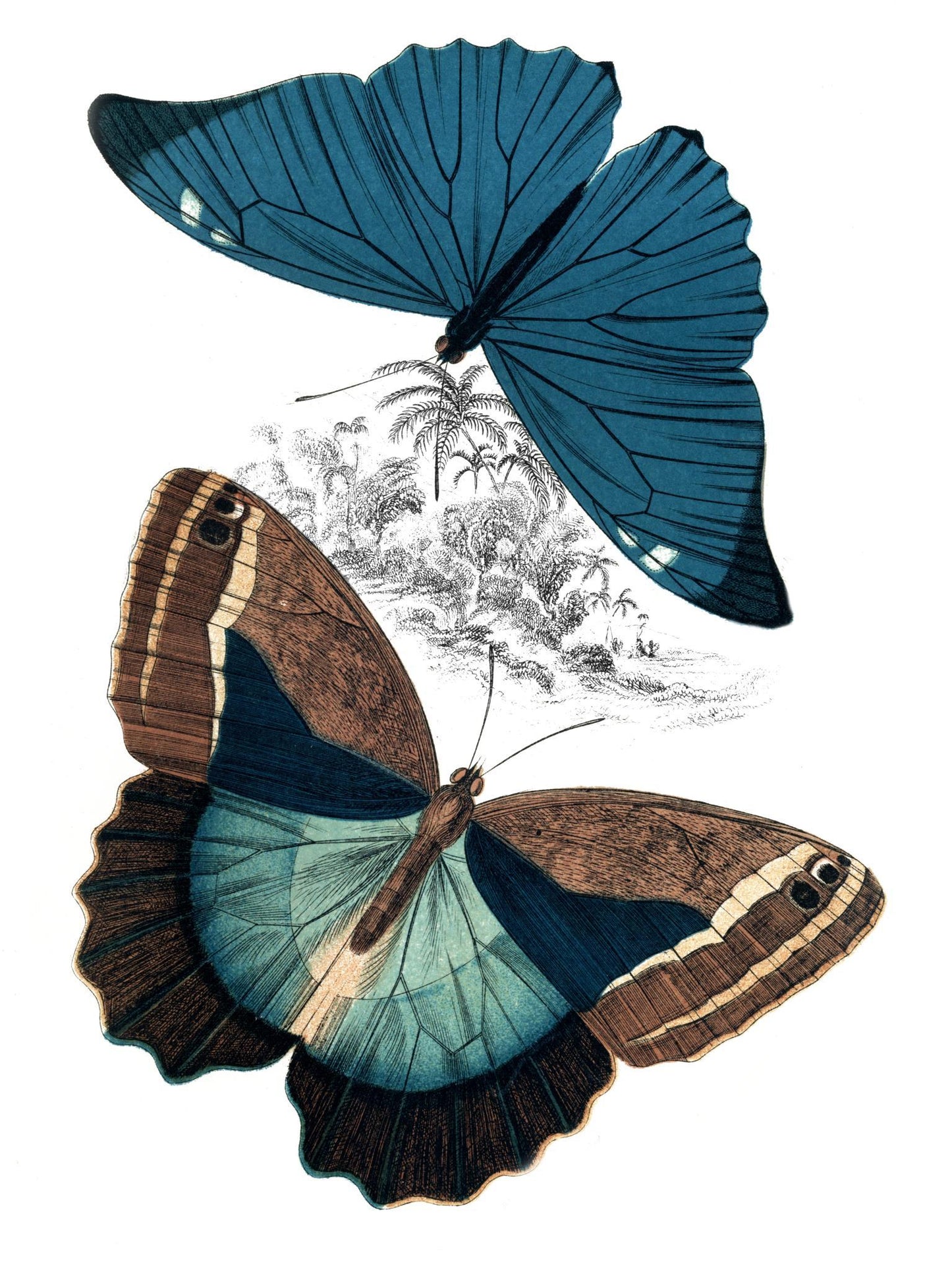 Butterfly Study II By Piddix - Blue Classy Art