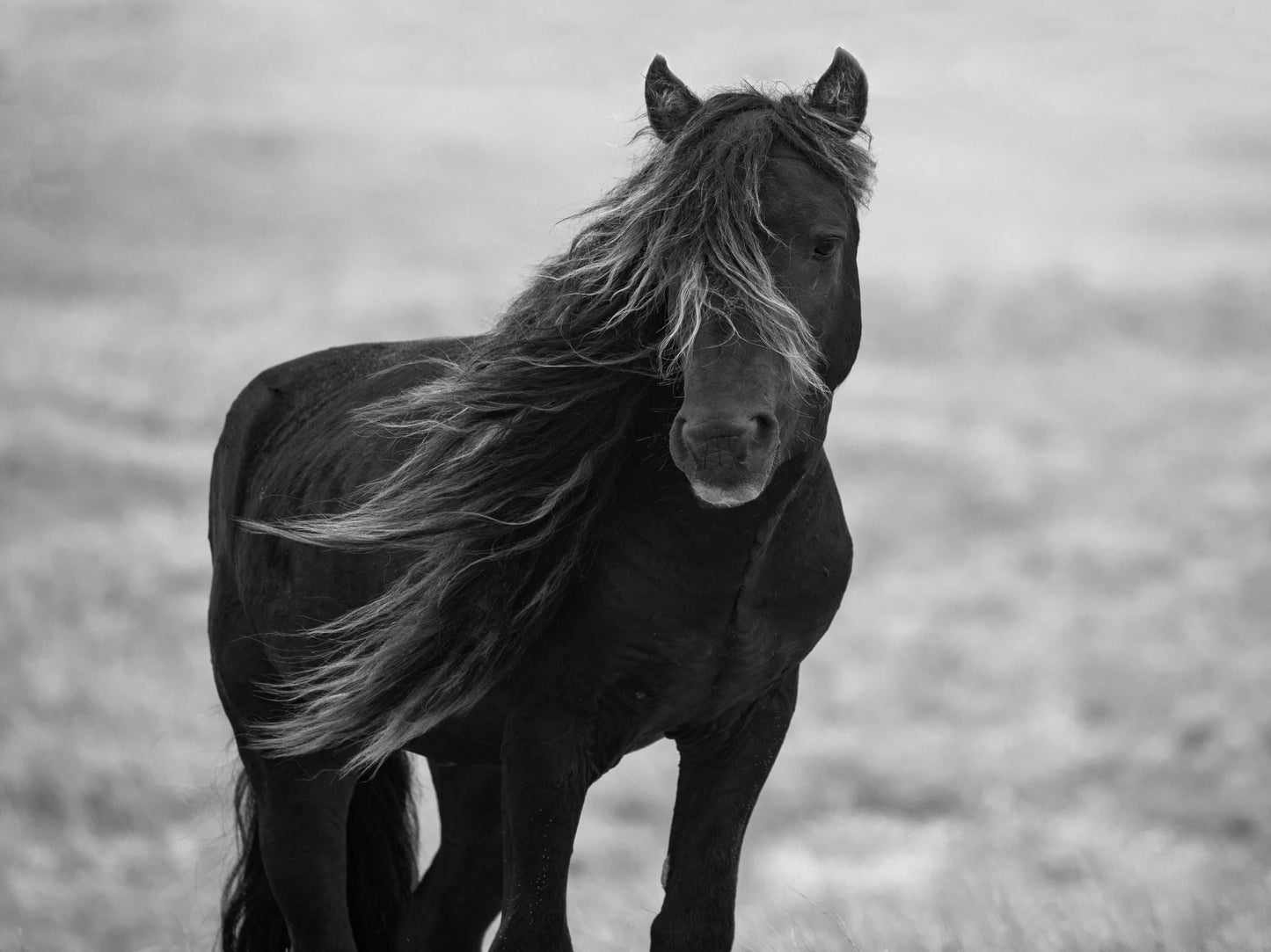 Iclandic Mare By Carol Walker - Dark Gray Classy Art