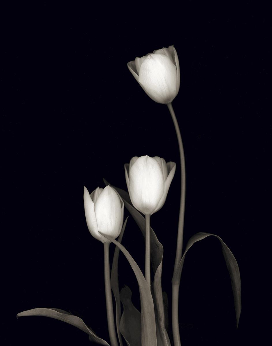 Tulip Pose III By Danita Delimont - Black Classy Art