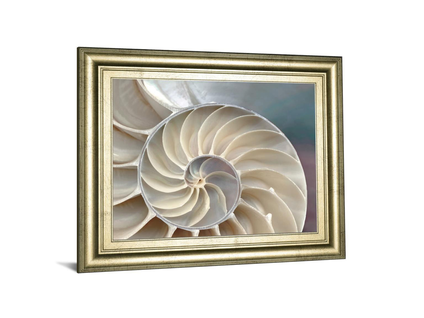 Nautilus By Levine, A. - Framed Print Wall Art - Pearl Silver Classy Art